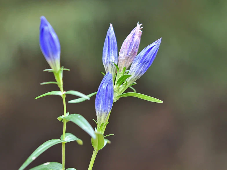 Gentiana Scabra Root Extract2(1) Gentiana Scabra Root Extract2(1)