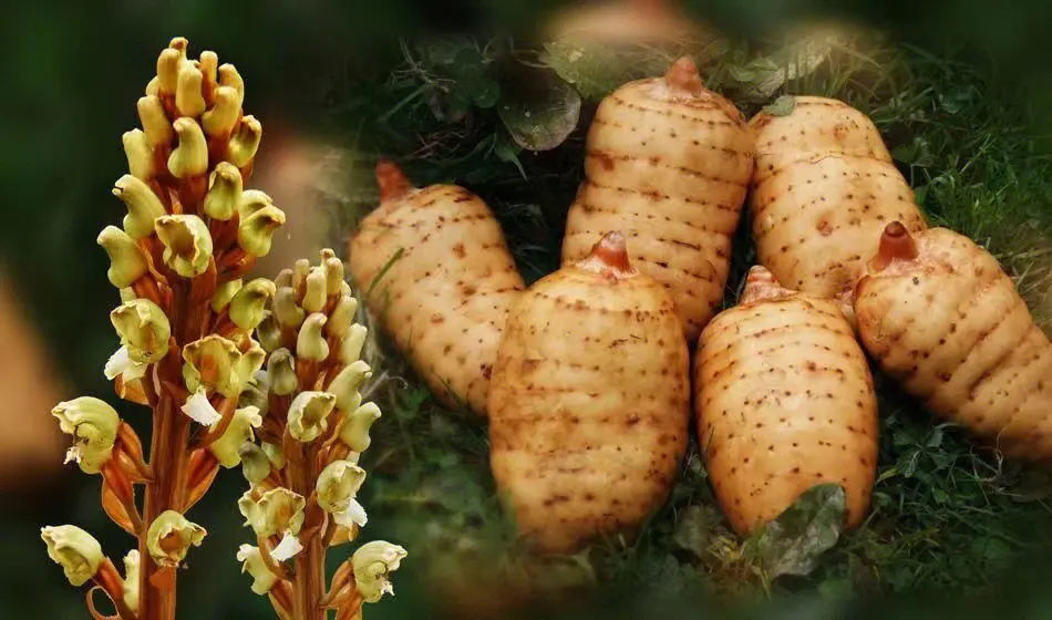 Gastrodia elata Gastrodia elata