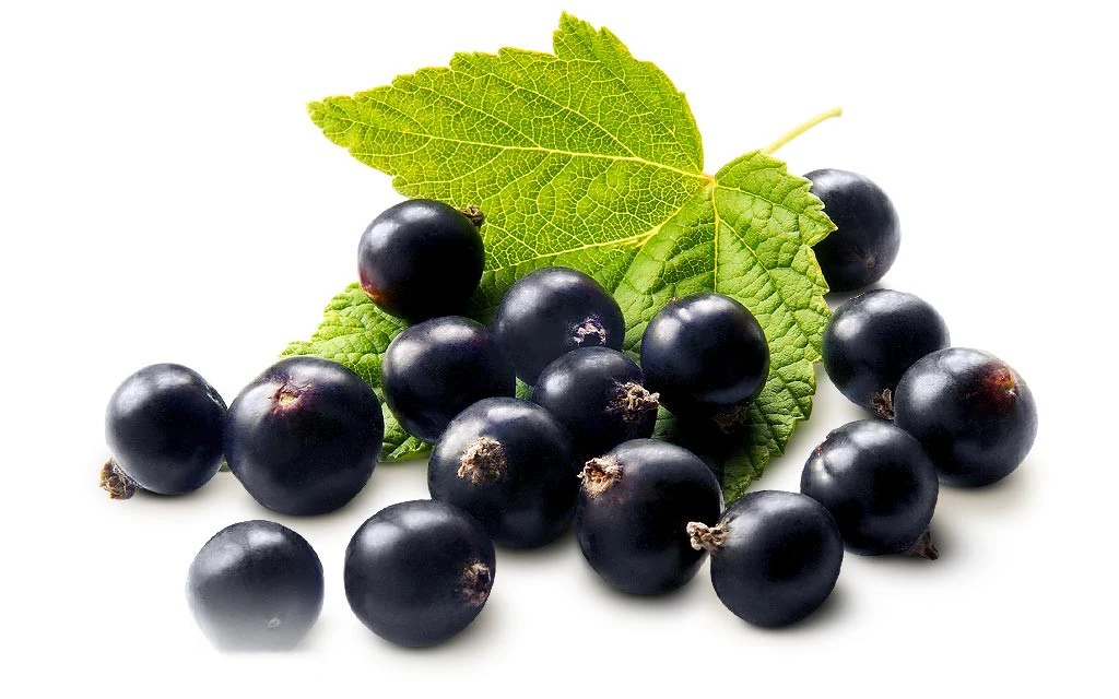 Blackcurrant Blackcurrant